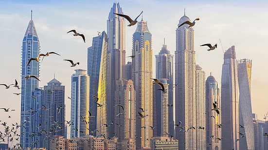 kawanan burung camar, arsitektur, bangunan, pencakar langit, cityscape, Uni Emirat Arab, Dubai, burung, terbang, Wallpaper HD HD wallpaper