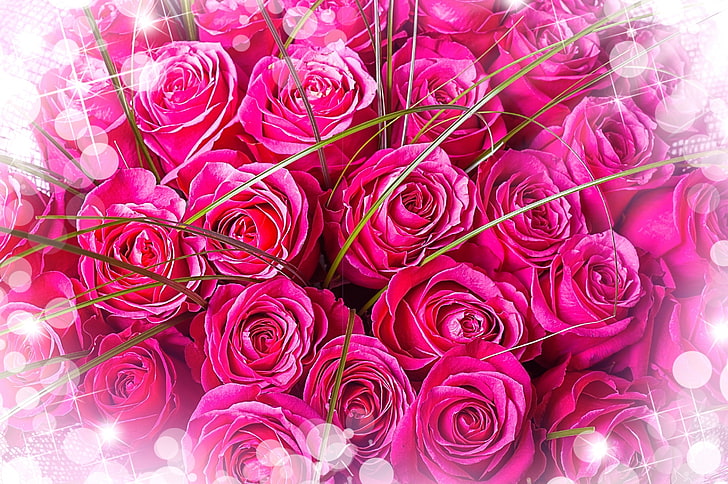 Cantik, Buket, Mawar Merah Muda, Wallpaper HD
