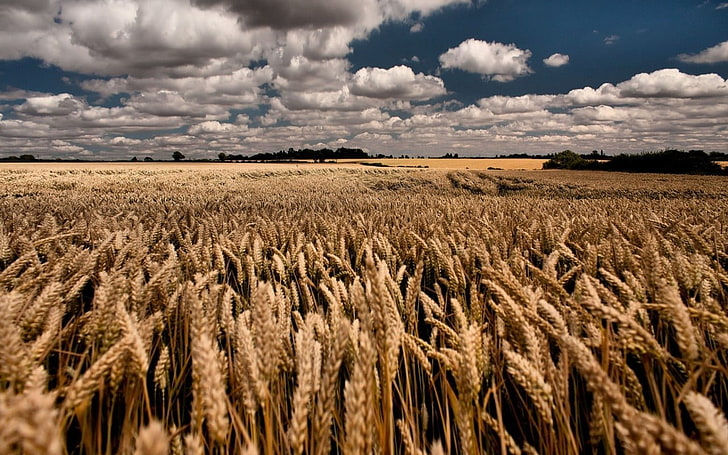 champ de graminées de blé, champ, paysage, blé, ciel, Fond d'écran HD