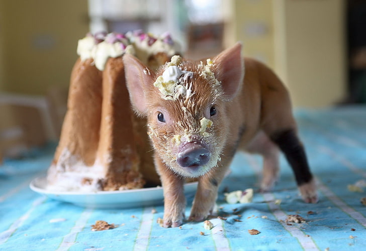 brown piglet, pig, cake, soiled, HD wallpaper