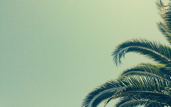 grüne Kokosnussbaumblätter, Palmen, Minimalismus, HD-Hintergrundbild
