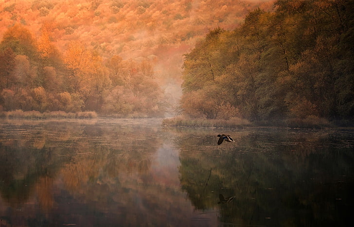 black bird, bird flying lake during daytime, landscape, nature, mountains, forest, lake, birds, flying, water, reflection, mist, trees, fall, morning, duck, HD wallpaper