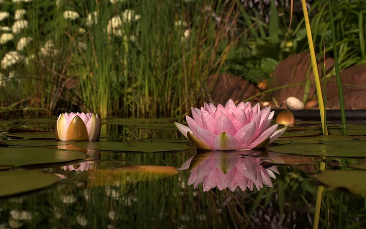 pink lotus, lily, swamp, water, reeds, beach, reflection, green, HD wallpaper