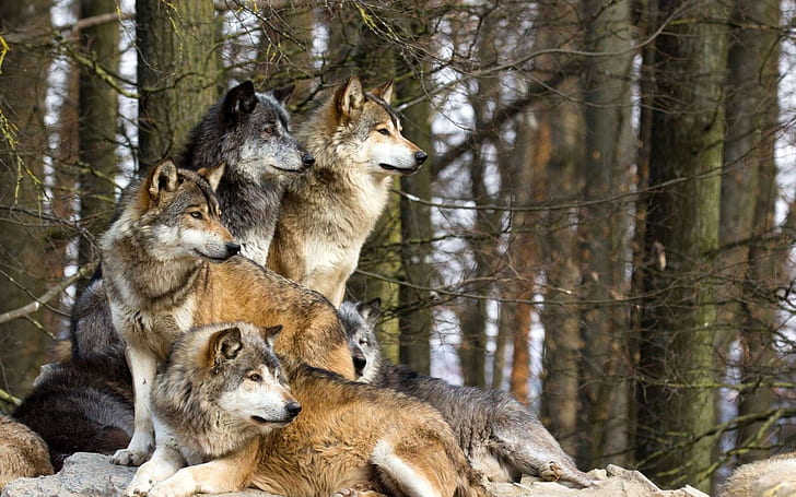 forest, photo, pack, wolves, HD wallpaper