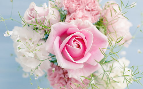 Mawar merah muda, bunga-bunga indah, Merah Muda, Mawar, Cantik, Bunga, Wallpaper HD HD wallpaper