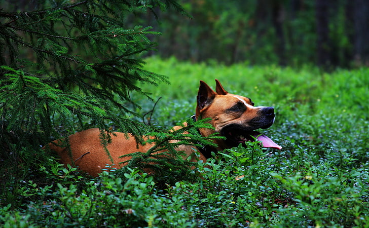 Staffordshire Terrier, erwachsener Tan Pit Bull Terrier, Tiere, Haustiere, Terrier, Staffordshire, HD-Hintergrundbild
