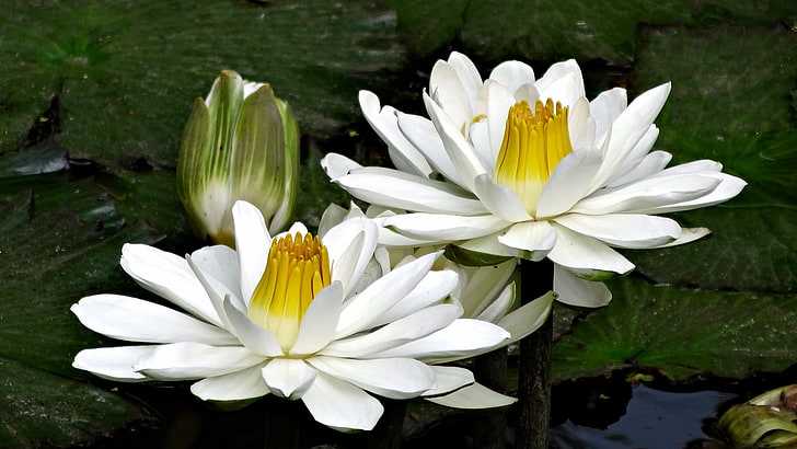 dwa białe kwiaty wielopłatkowe, woda, biały, zielony, jezioro, natura, makro, kwiaty, rośliny, Tapety HD