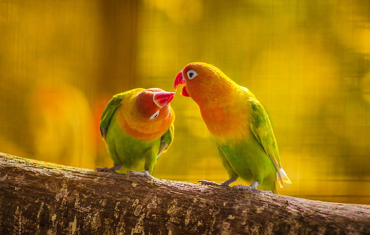 Parrot couple on branch, 2 green parrots, parrot couple, branch, forest, Nature, leaves, beak, tail feathers, Love, kiss, Bird, budgies, HD, HD wallpaper