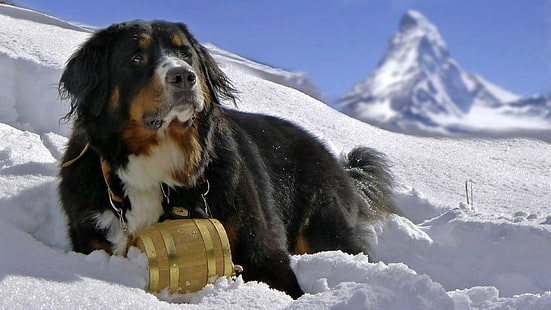 животни, куче, сняг, Бернско планинско куче, Sennenhund, HD тапет HD wallpaper