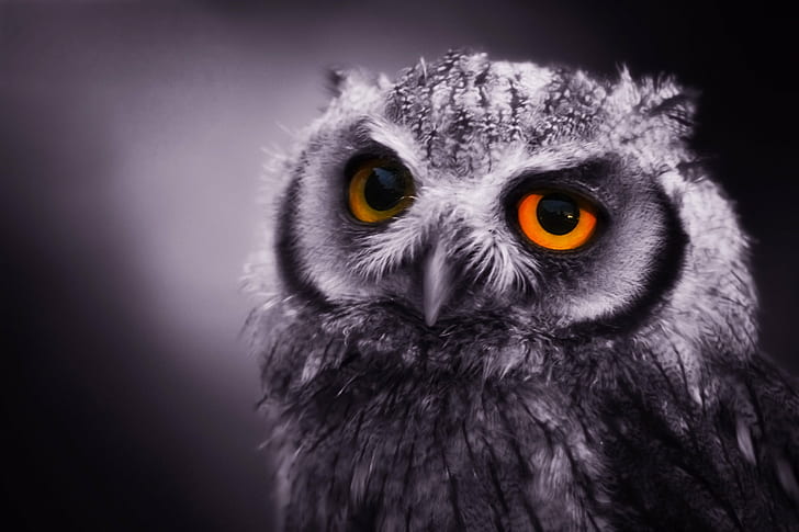 selective focus photography of orange-eyed owl, Night Owl, selective focus, photography, orange, eyed, scops  owl, baby  eyes, art, feather, bird, cute, SOE, fantastic, owl, animal, wildlife, beak, animal Eye, nature, bird of Prey, animals In The Wild, looking, night, HD wallpaper
