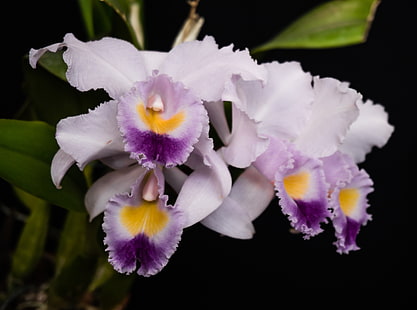 Cattleya Gaskelliana Coerulea Цветы орхидеи, Природа, Цветы, Орхидея, orchidace, orquidea, cattleyagaskelliana, bobbestrosmm, HD обои HD wallpaper