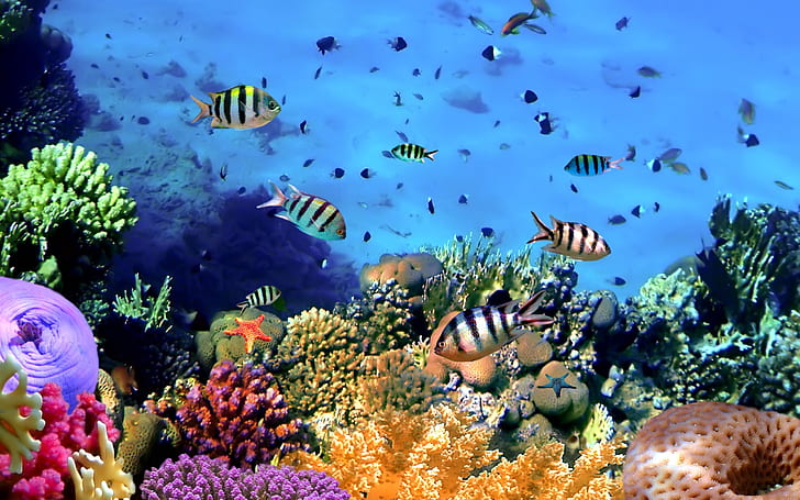Färgglada tropiska fiskar, koraller, under vattnet, hav, vita och svarta fiskar, färgglada, tropiska, fiskar, koraller, undervattens, hav, HD tapet