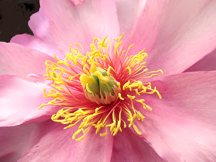 flor de pétalos de rosa, flor, pétalos, macro, rosa, Fondo de pantalla HD