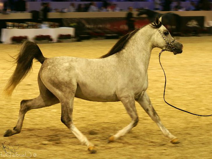 horses arabian! Animals Horses HD Art , horses, HD wallpaper