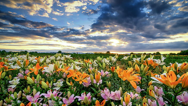 Champ de fleurs par des lis Orange jaune et rose couleur ciel avec nuages ​​fond d'écran Hd 3840 × 2160, Fond d'écran HD