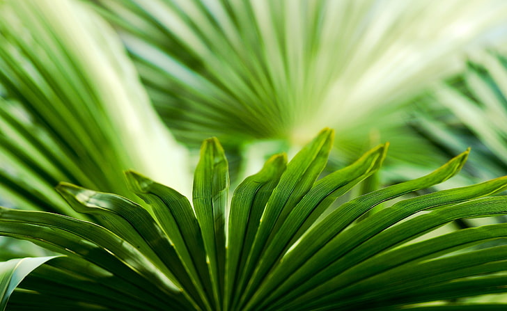 Exotic Leaf, green palm leaf, Aero, Fresh, Exotic, Tropical, Leaf, Outdoor, Tropics, green leaf, exotic leaf, foliage, clarity, greenery, HD wallpaper