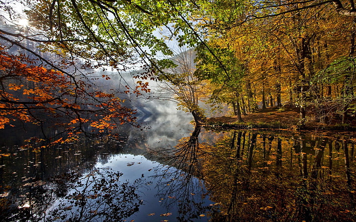 Grüner Baum und Gewässer, Natur, Wald, See, Herbst, Wasser, Bäume, HD-Hintergrundbild