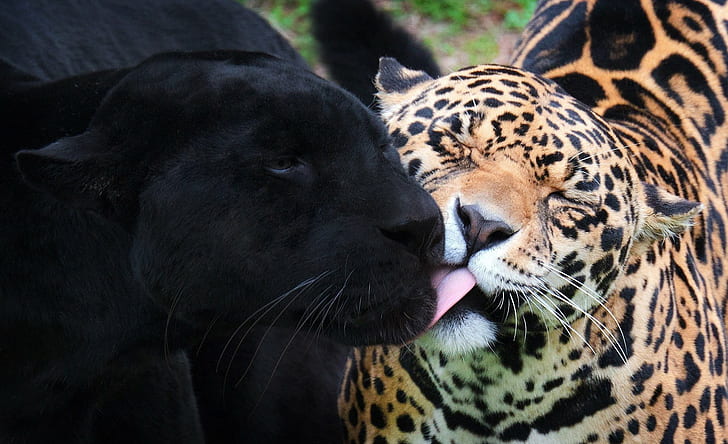 noir, chats, jaguar, panthère, sauvage, Fond d'écran HD