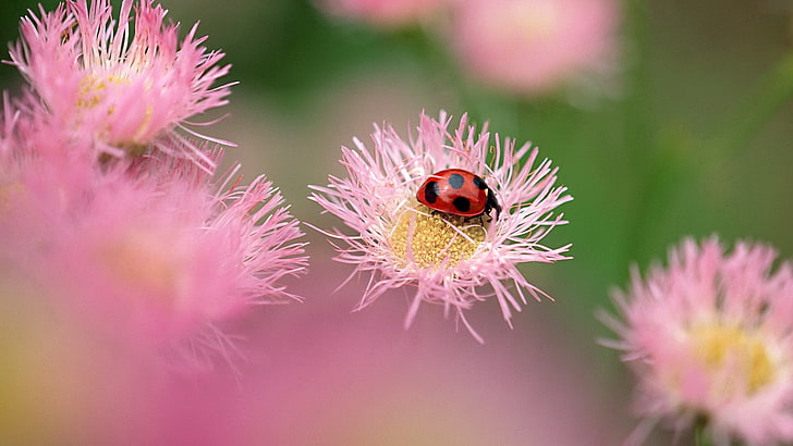 red and black lady bug, flowers, ladybug, insect, field, HD wallpaper
