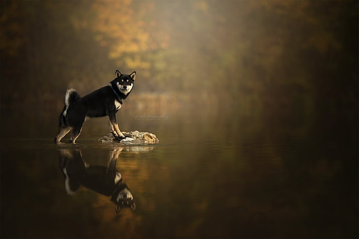 Hunde, Shiba Inu, Hund, HD-Hintergrundbild