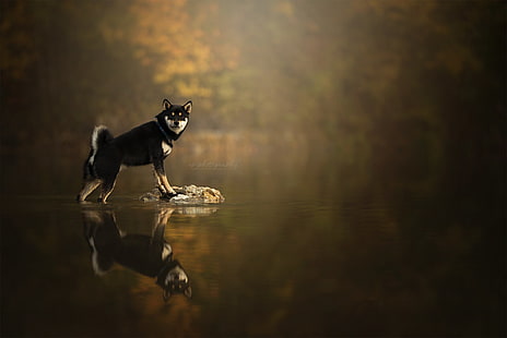 Hunde, Shiba Inu, Hund, HD-Hintergrundbild HD wallpaper