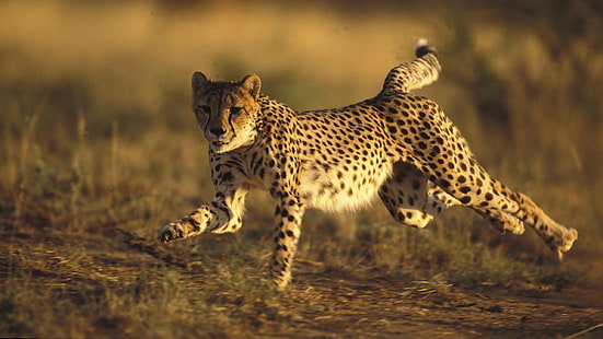 Cheetah Run Stop Action HD, Tiere, Action, Stop, Gepard, rennen, HD-Hintergrundbild HD wallpaper