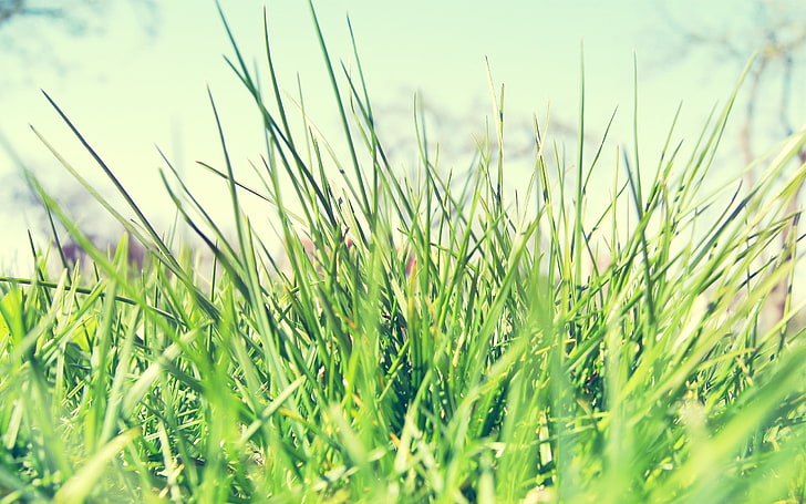 Makro, Pflanzen, Gras, HD-Hintergrundbild