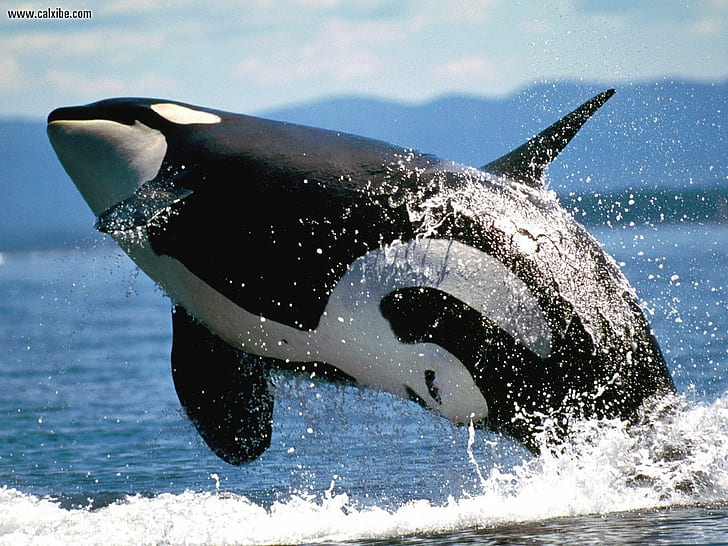 Killer Whales, ocean, orcas, water, whale, HD wallpaper | Wallpaperbetter