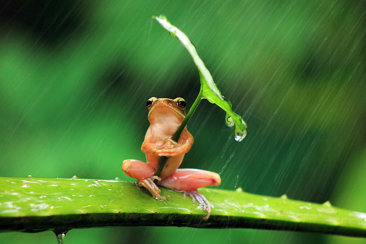 красная лягушка, селективный фокус фотография лягушки, держащей лист, дождь, листья, лягушка, животные, капли воды, природа, глубина резкости, HD обои