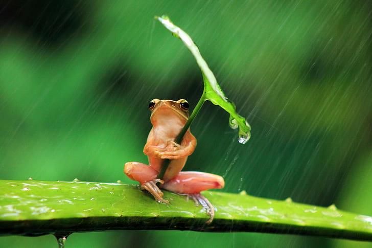 water drops, rain, frog, depth of field, leaves, nature, animals, HD wallpaper