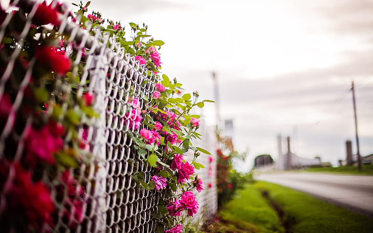 Розови розови цветя, ограда, размазан фон, розово, роза, цветя, ограда, размазано, фон, HD тапет