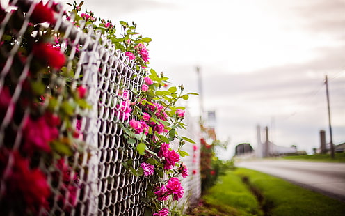 Fiori rosa rosa, recinzione, sfondo sfocato, rosa, rosa, fiori, recinzione, sfocato, sfondo, Sfondo HD HD wallpaper