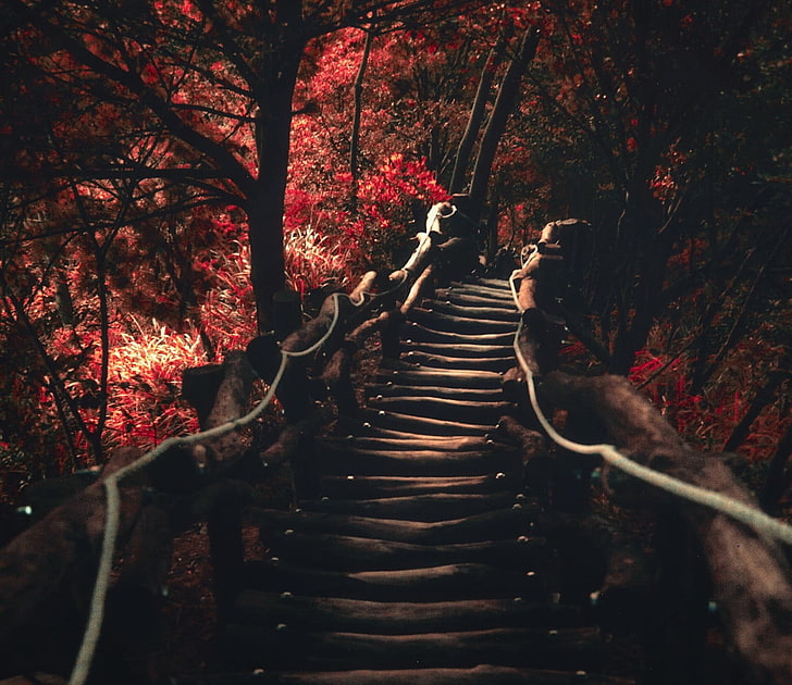 brown staircase, brown wooden bridge near red leafed trees, nature, landscape, dark, path, trees, sunlight, fall, shrubs, red, HD wallpaper