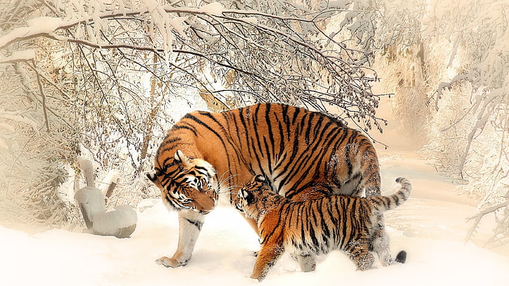 коричневый и черный тигр и детеныш, животные, природа, тигр, птенцы, зима, снег, живая природа, фотография, HD обои