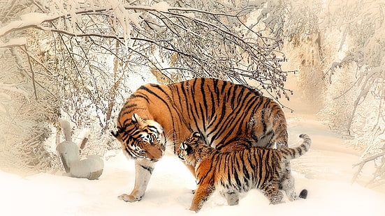 tigre et bébé brun et noir, animaux, nature, tigre, bébés animaux, hiver, neige, faune, photographie, Fond d'écran HD HD wallpaper