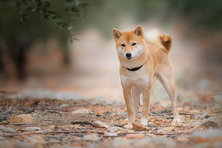 look, leaves, nature, stones, dog, branch, red, collar, young, doggie, Shiba inu, HD wallpaper