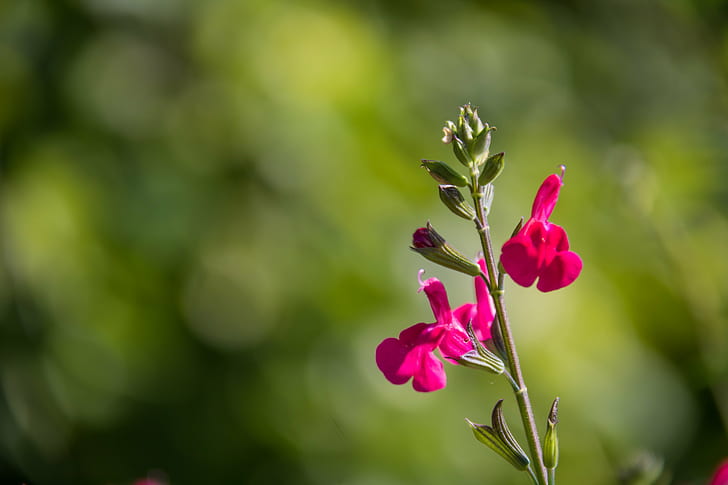 close up photography of pink Salvia flower, bokeh, close up photography, Salvia, Botanic garden, Botaniska trädgården, Lund, flower  garden, exif, model, canon eos, 760d, geo, country, camera, city, state, focal_length, mm, geo:location, lens, ef, s18, f/3.5, iso_speed, aperture, ƒ / 5, canon, nature, flower, plant, close-up, petal, HD wallpaper