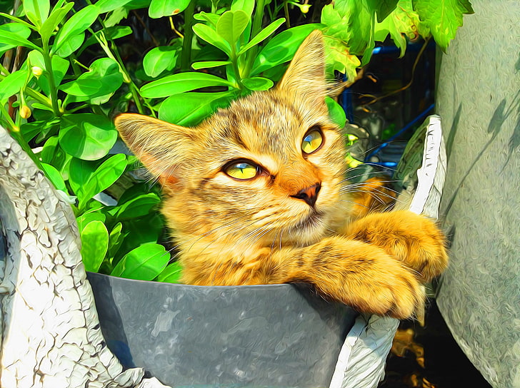 orange tabby cat, cat, HD wallpaper