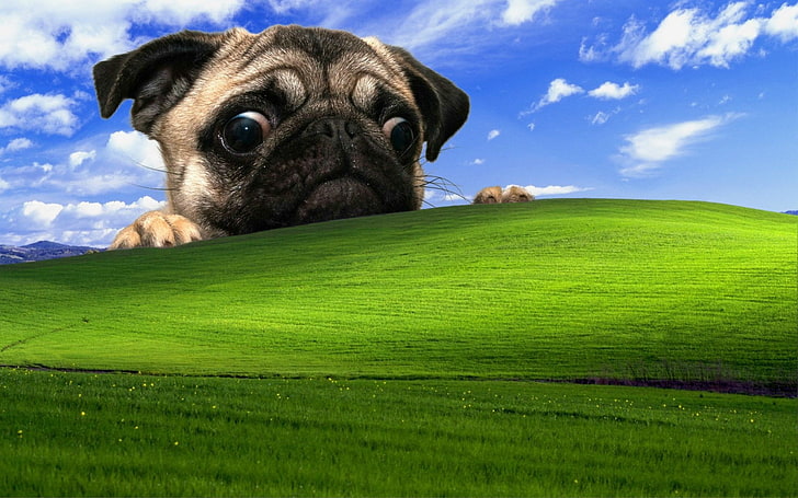 dog, pug, Windows XP, HD wallpaper