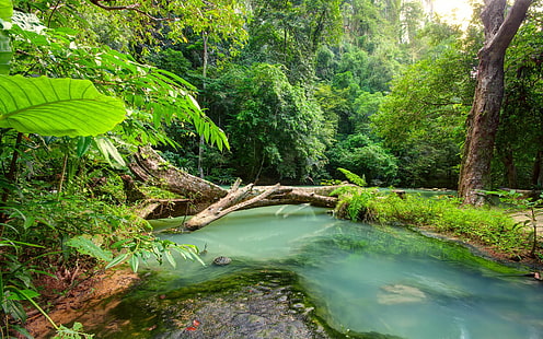 Тропический пейзаж Синяя река в джунглях Падший лес Тропический лес Ultra Hd 4k Разрешение Обои 3840 × 2400, HD обои HD wallpaper