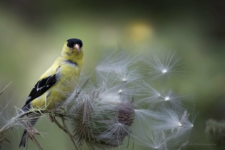 жълта и черна птица на цвете на глухарче, Jaune, Finch, Spinus, tristis, жълт, черна птица, глухарче, цвете, American Goldfinch, птица, природа, дива природа, животно, животни в дивата природа, HD тапет