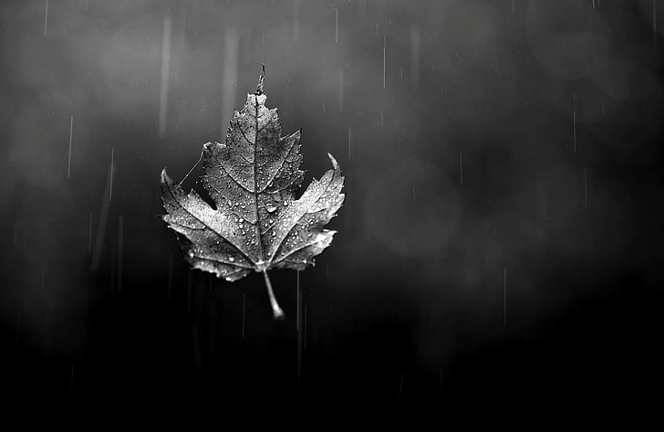 maple leaf, autumn, glass, drops, sheet, rain, leaf, black and white, bokeh, HD wallpaper
