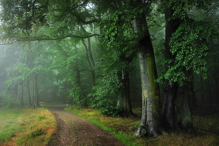 bosque verde, camino, bosque, verano, niebla, lluvia, Alemania, Odenwald, Fondo de pantalla HD