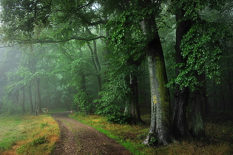 зеленый лес, дорога, лес, лето, туман, дождь, Германия, Оденвальд, HD обои HD wallpaper