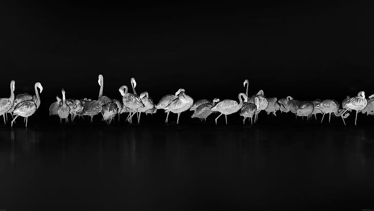 flamingos, monochrome, animals, birds, HD wallpaper