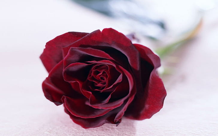 Красная бархатная роза, красиво, роза, бархат, природа и пейзажи, HD обои