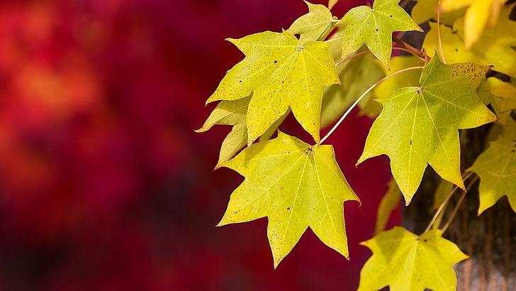 yellow maple leaves, leaves, HD wallpaper