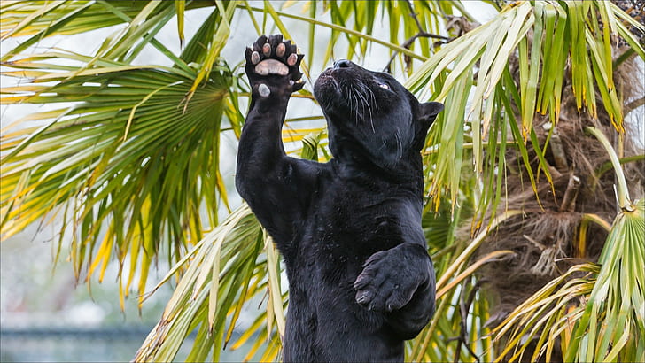 Jaguar cat, black panther cub, Naturaleza, animales, jaguar, pantera, gatos, depredador, Amazing Animals, s, hd-, Fondo de pantalla HD