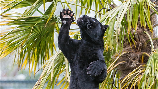 Jaguar cat, black panther cub, Naturaleza, animales, jaguar, pantera, gatos, depredador, Amazing Animals, s, hd-, Fondo de pantalla HD HD wallpaper