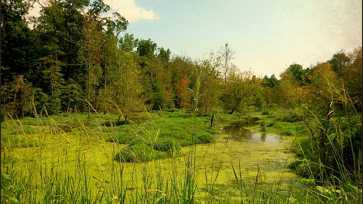 Sumpf, HD-Hintergrundbild